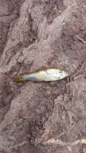 Andean tetra (Acrobrycon ipanquianus) — Characidae