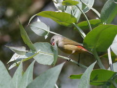 Coccopygia quartinia
