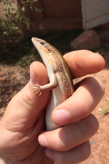 Scincidae