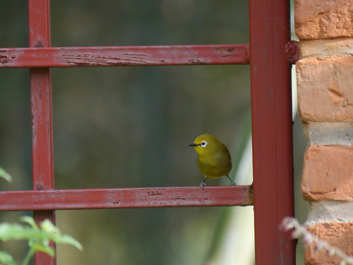 Green White-eye (Zosterops stuhlmanni), photo 4