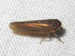 Chlorotettix necopinus