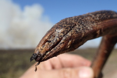 Ophisaurus attenuatus