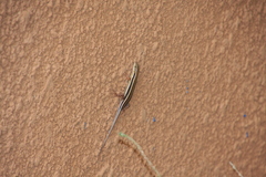 Trachylepis quinquetaeniata