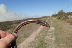 Ophisaurus attenuatus