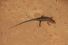 Trachylepis quinquetaeniata