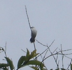Fluvicola nengeta