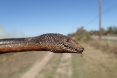 Ophisaurus attenuatus