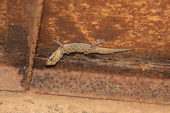 Hemidactylus angulatus