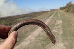 Ophisaurus attenuatus