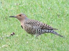 Colaptes auratus auratus