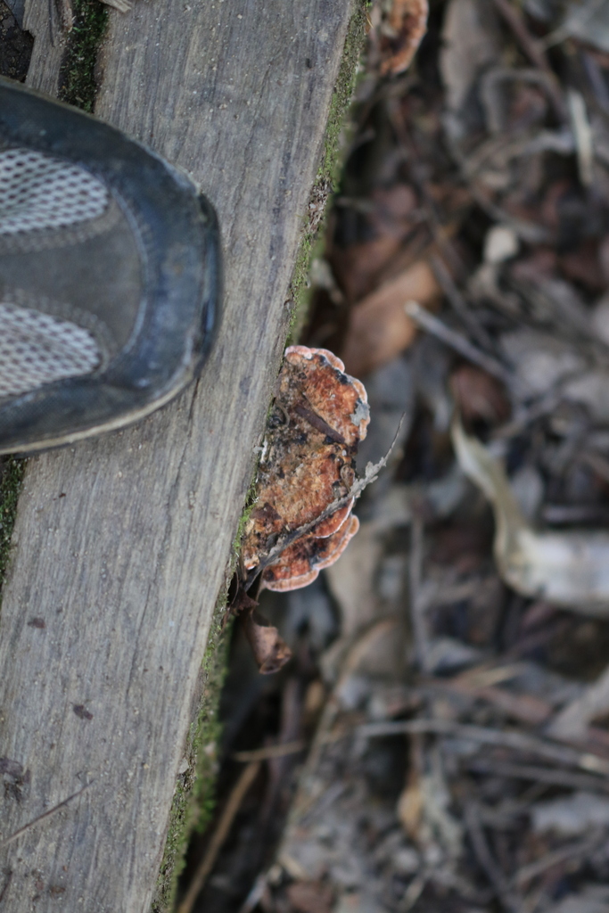 Fomitopsis lilacinogilva · August 2025 · photo: © sofiazed1 (iNaturalist, cc-by)