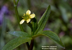 Ranunculus uncinatus