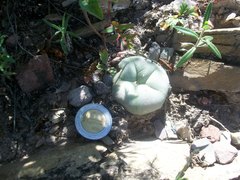 Lophophora diffusa