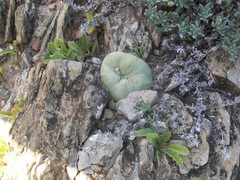 Lophophora diffusa