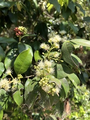 Syzygium francisii