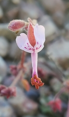 Pelargonium saxatile