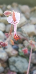 Pelargonium saxatile