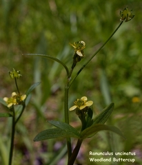 Ranunculus uncinatus