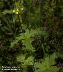 Ranunculus uncinatus