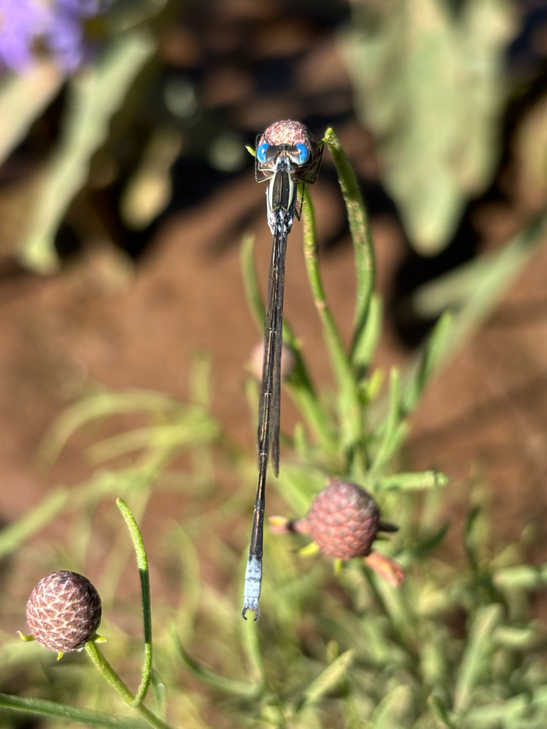Plateau Spreadwing