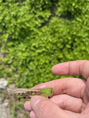 Migratory Locust
