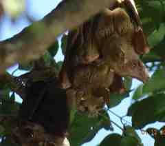 Epomophorus gambianus