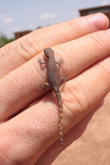 Tropiocolotes
