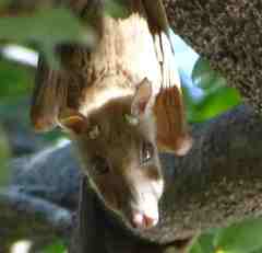 Epomophorus gambianus