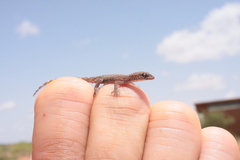 Tropiocolotes