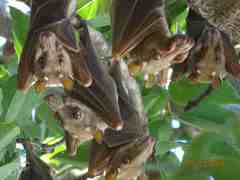 Epomophorus gambianus