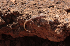 Tropiocolotes