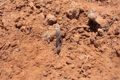 Tropiocolotes
