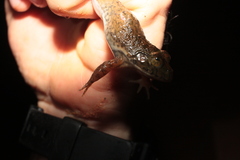 Hoplobatrachus occipitalis