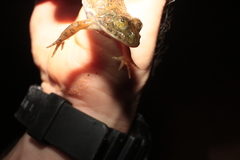 Hoplobatrachus occipitalis