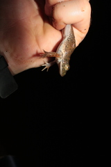 Hoplobatrachus occipitalis