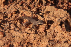 Tropiocolotes