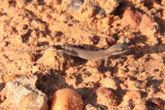 Tropiocolotes