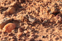 Tropiocolotes