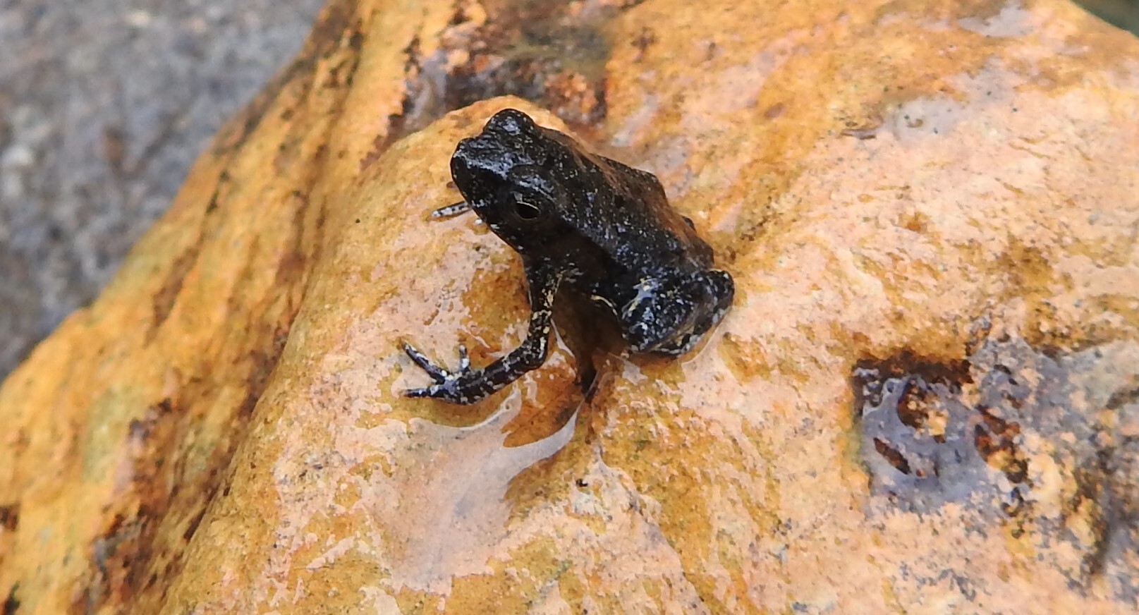 Mueses-Cisneros Toad photo 3
