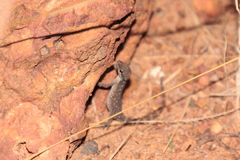 Tropiocolotes