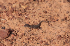 Tropiocolotes