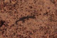 Tropiocolotes