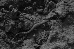 Tropiocolotes