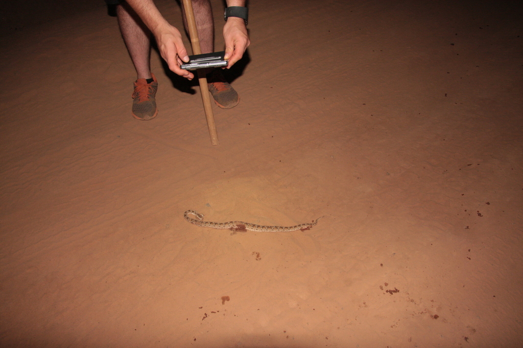 White-bellied Carpet Viper