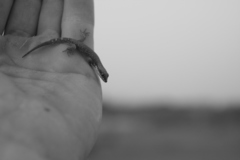 Tropiocolotes tripolitanus