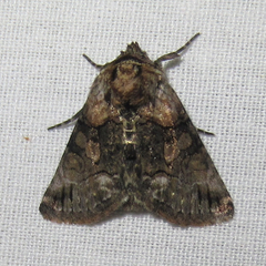 Abrostola microvalis