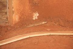 Trachylepis perrotetii