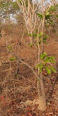 Shea Butter Tree (Vitellaria paradoxa)