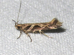 Aristotelia fungivorella