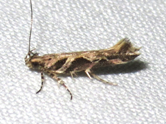 Aristotelia fungivorella